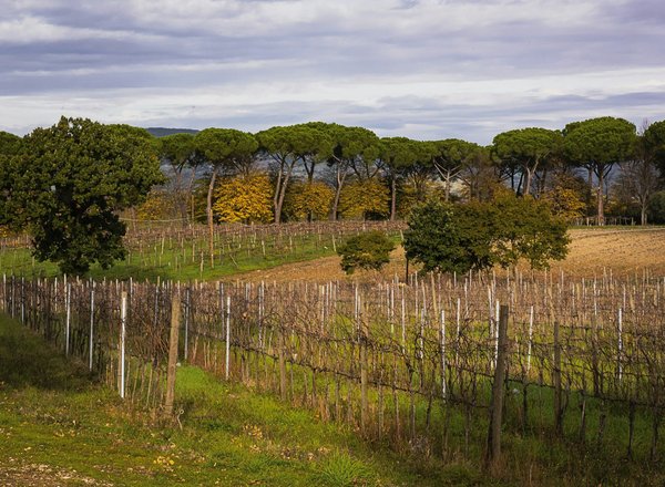 Quali tecniche di coltivazione possono migliorare il rendimento di varietà antiche di cereali in agricoltura biologica?